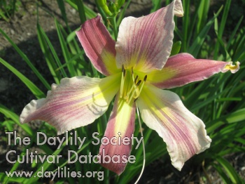 Daylily O'Bannon Orchid